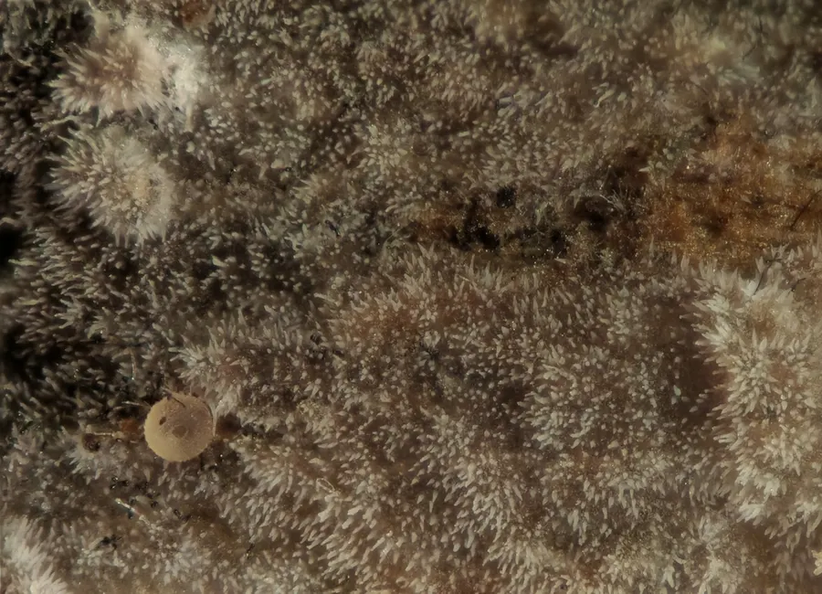 Dokumentasi Scopuloides rimosa — Fotografi