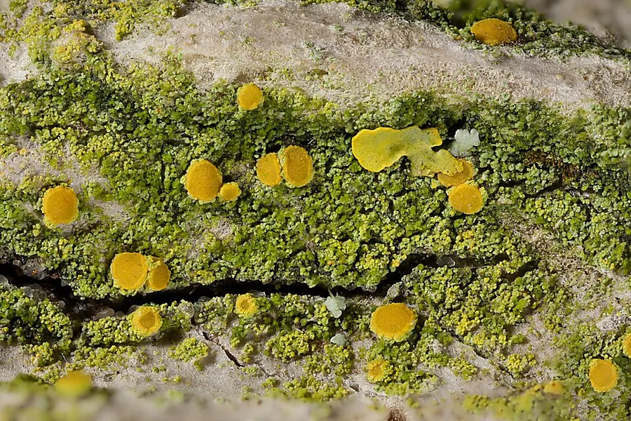 Dokumentasi Scythioria phlogina — Fotografi