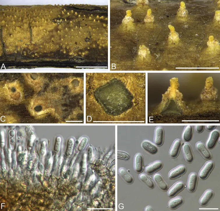 Dokumentasi Sheathospora cornuta — Pelat ilmiah