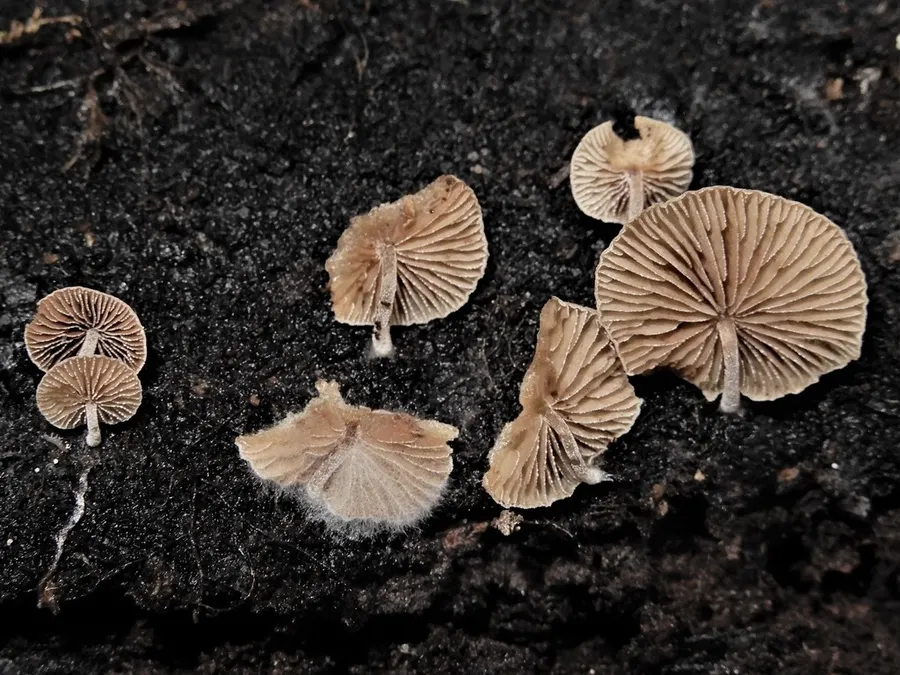 Dokumentasi Simocybe austrorubi — Fotografi