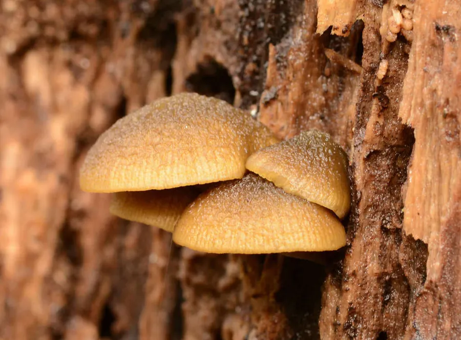 Dokumentasi Simocybe phlebophora — Fotografi
