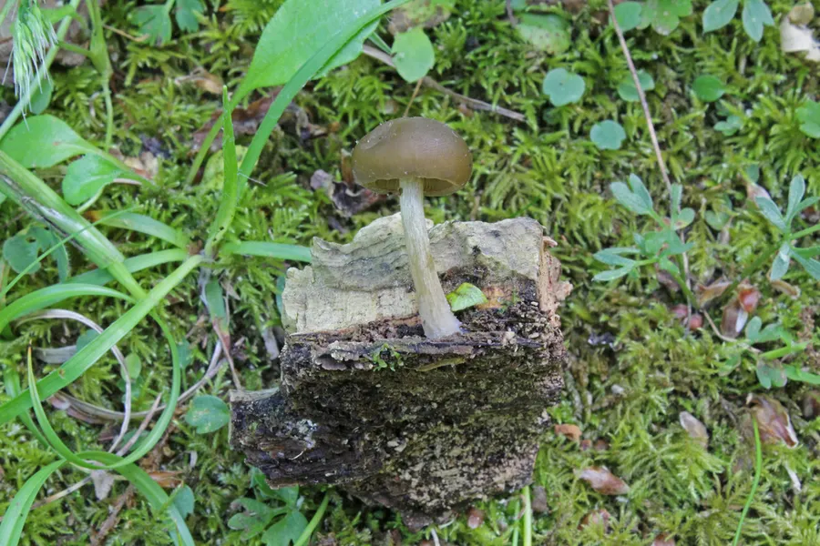 Dokumentasi Simocybe sumptuosa — Fotografi
