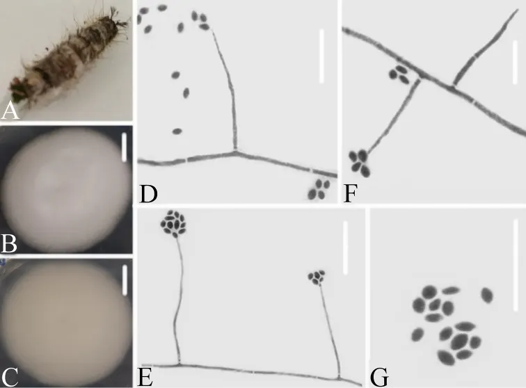 Dokumentasi Simplicillium lepidopterorum — Pelat ilmiah