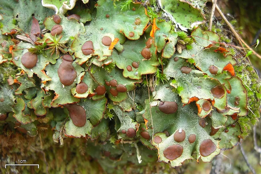 Dokumentasi Solorina crocea — Fotografi