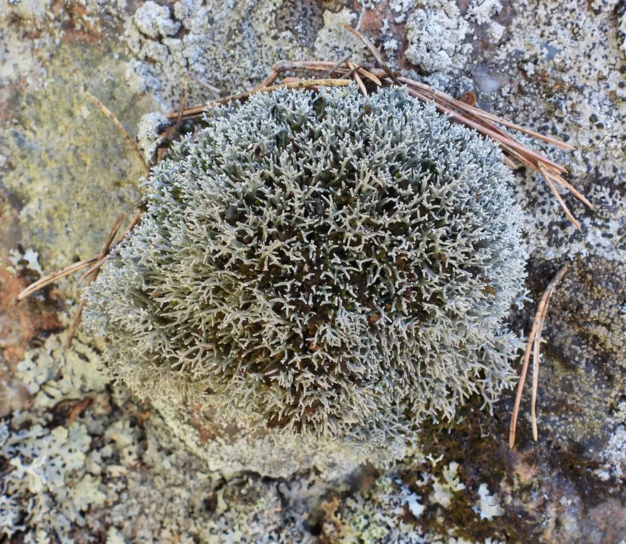 Dokumentasi Sphaerophorus fragilis — Fotografi