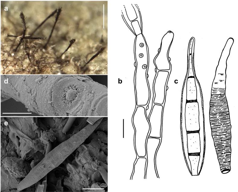 Dokumentasi Spiropes japonicus — Pelat ilmiah