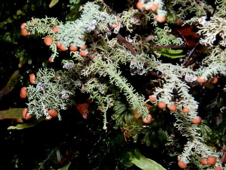 Dokumentasi Stereocaulon ramulosum — Fotografi