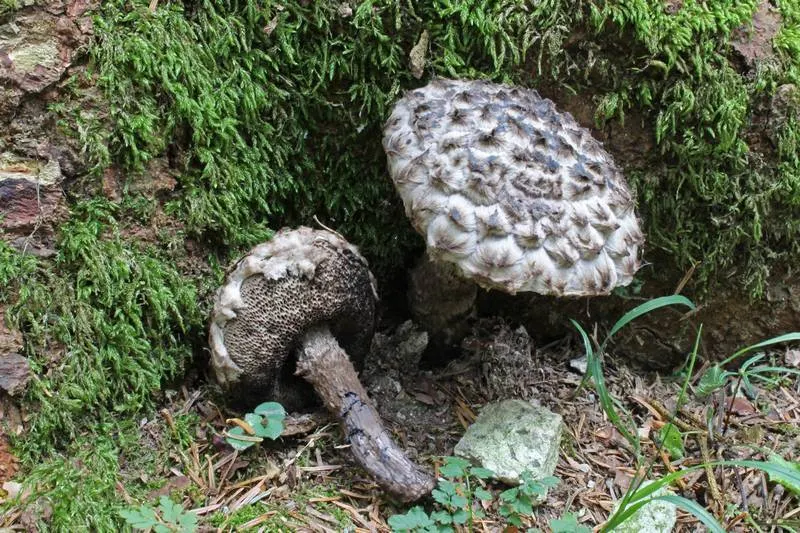 Dokumentasi Strobilomyces strobilaceus — Fotografi