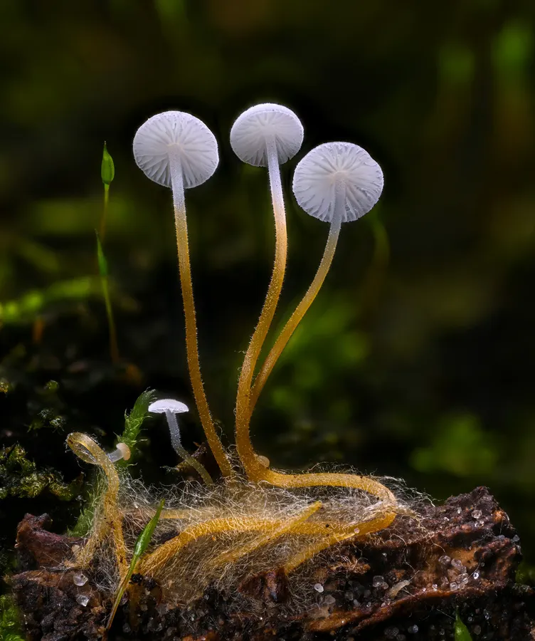 Dokumentasi Strobilurus conigenoides — Fotografi