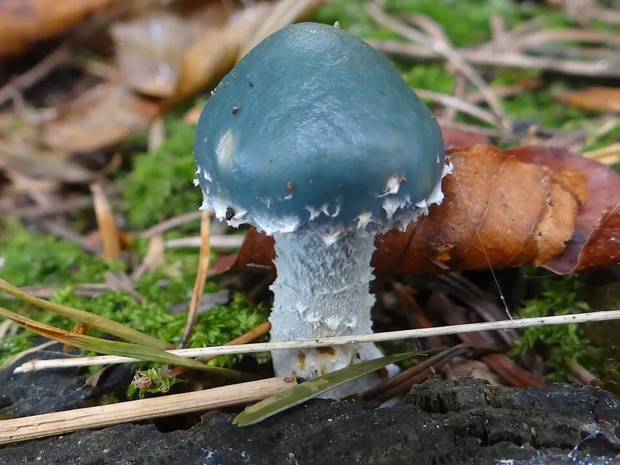 Dokumentasi Stropharia caerulea — Fotografi