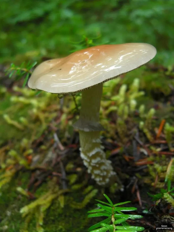 Dokumentasi Stropharia hornemannii — Fotografi