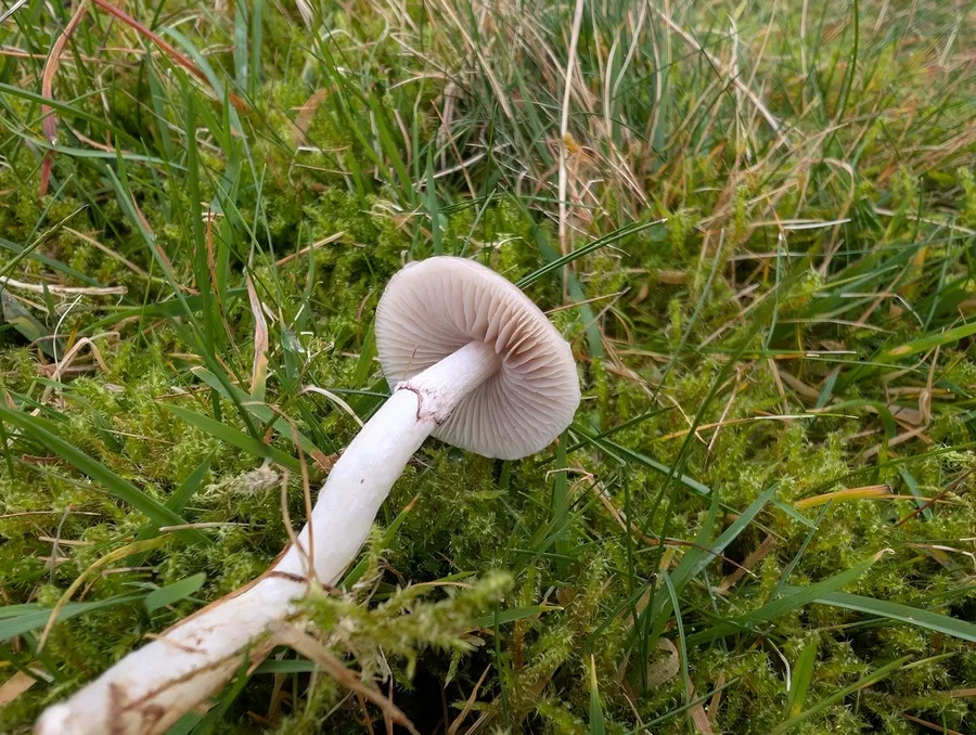 Dokumentasi Stropharia inuncta — Fotografi