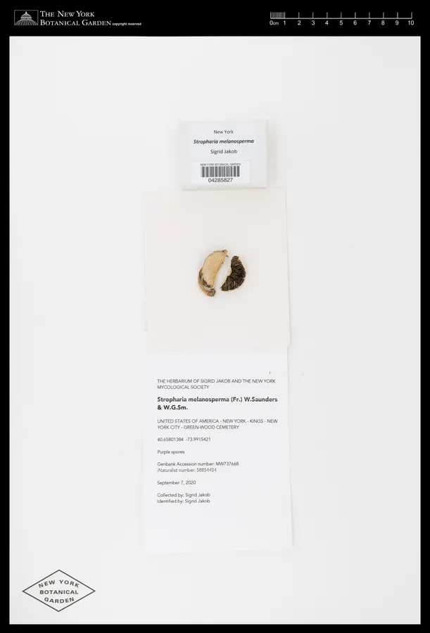 Dokumentasi Stropharia melanosperma — Voucher herbarium