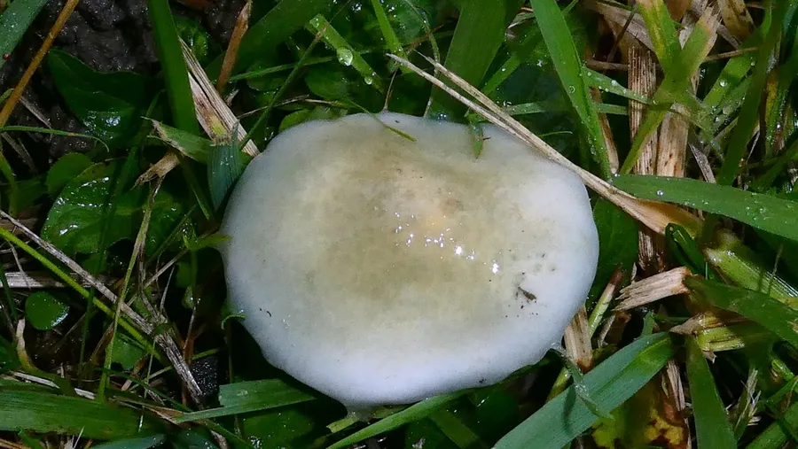 Dokumentasi Stropharia pseudocyanea — Fotografi