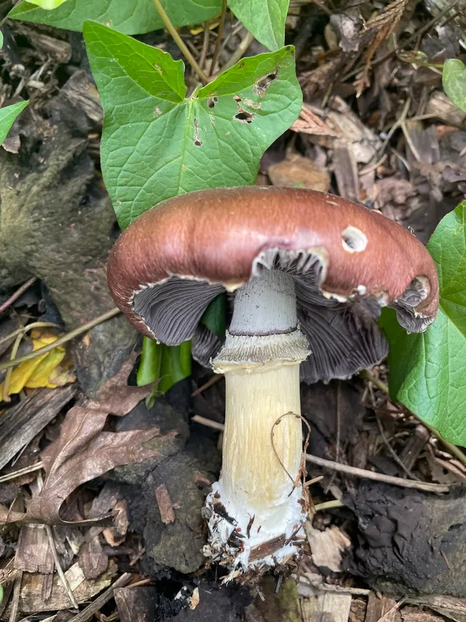 Dokumentasi Stropharia rugosoannulata — Fotografi