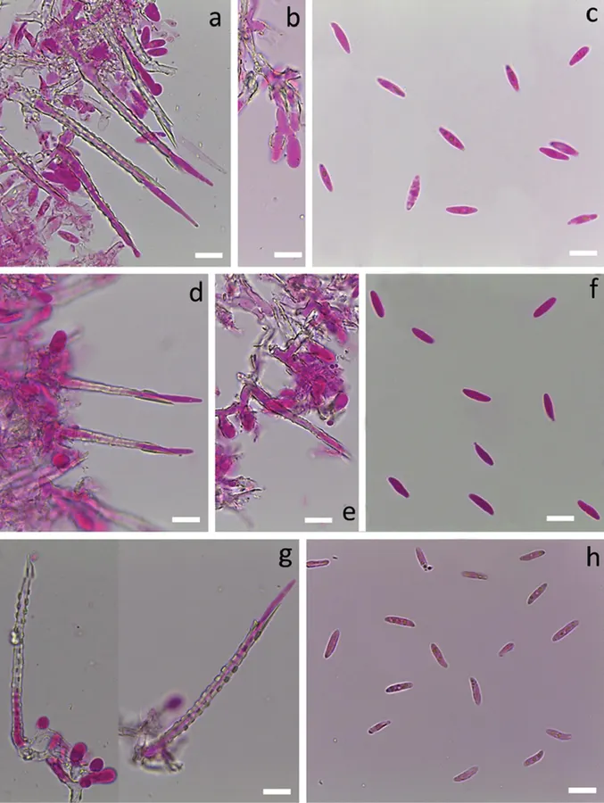Dokumentasi Subulicystidium fusisporum — Pelat ilmiah