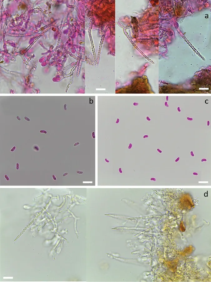 Dokumentasi Subulicystidium parvisporum — Pelat ilmiah