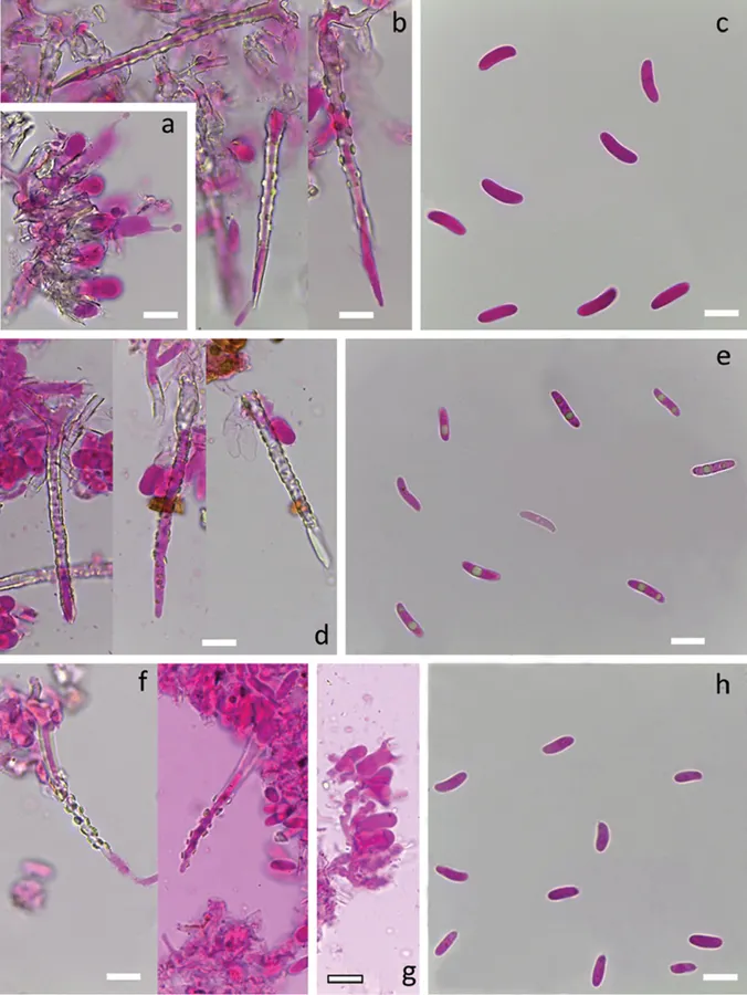 Dokumentasi Subulicystidium rarocrystallinum — Pelat ilmiah