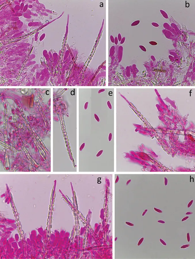 Dokumentasi Subulicystidium ryvardenii — Pelat ilmiah