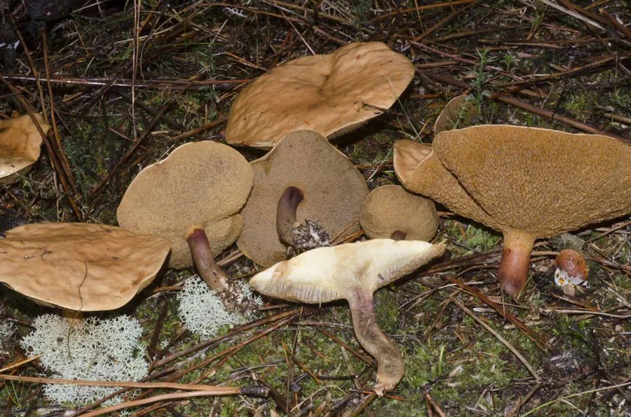Dokumentasi Suillus bovinus — Fotografi