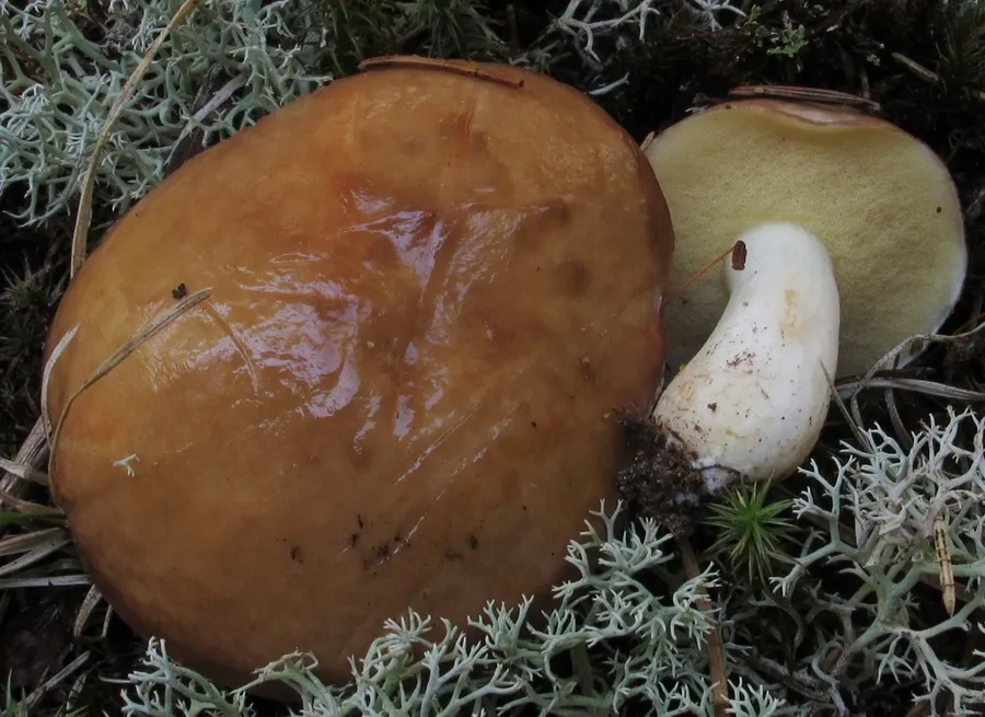 Dokumentasi Suillus brevipes — Fotografi