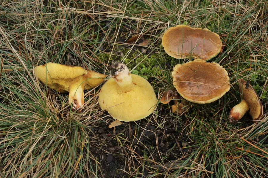 Dokumentasi Suillus collinitus — Fotografi