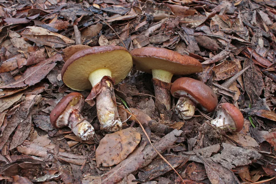 Dokumentasi Suillus luteus — Fotografi