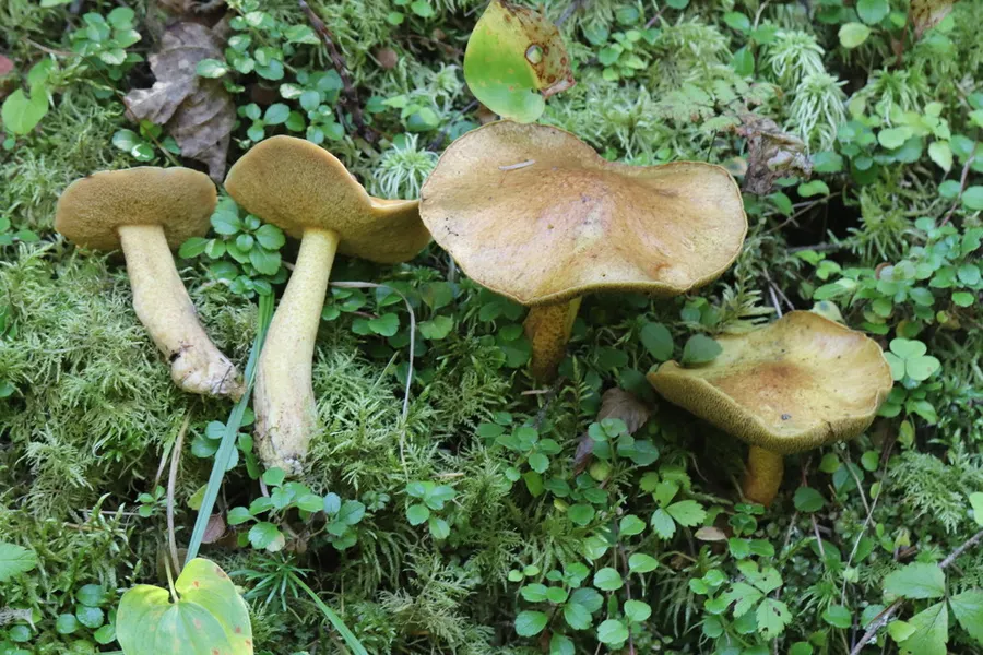 Dokumentasi Suillus plorans — Fotografi
