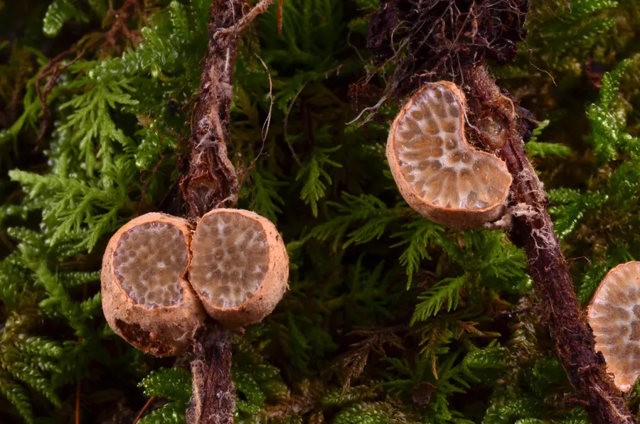 Dokumentasi Suillus spraguei — Fotografi