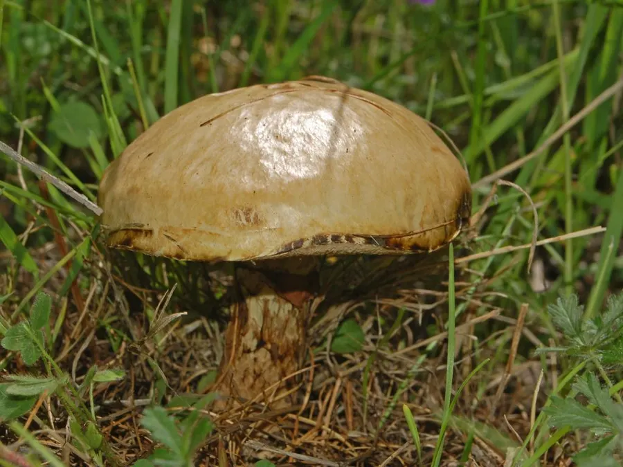 Dokumentasi Suillus viscidus — Fotografi