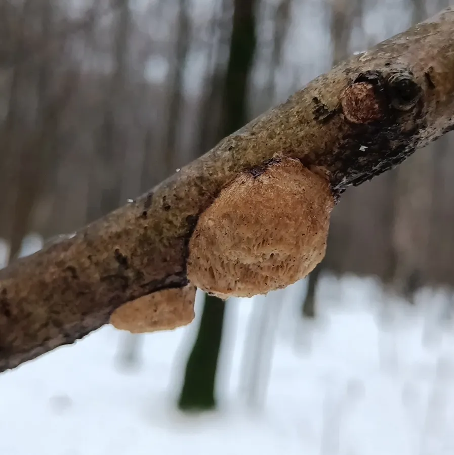 Dokumentasi Szczepkamyces campestris — Fotografi