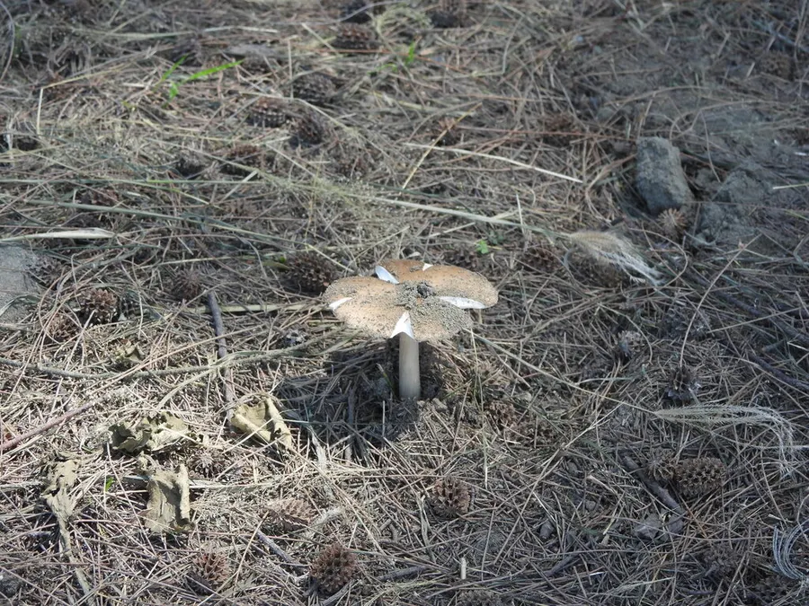 Dokumentasi Termitomyces eurrhizus — Fotografi