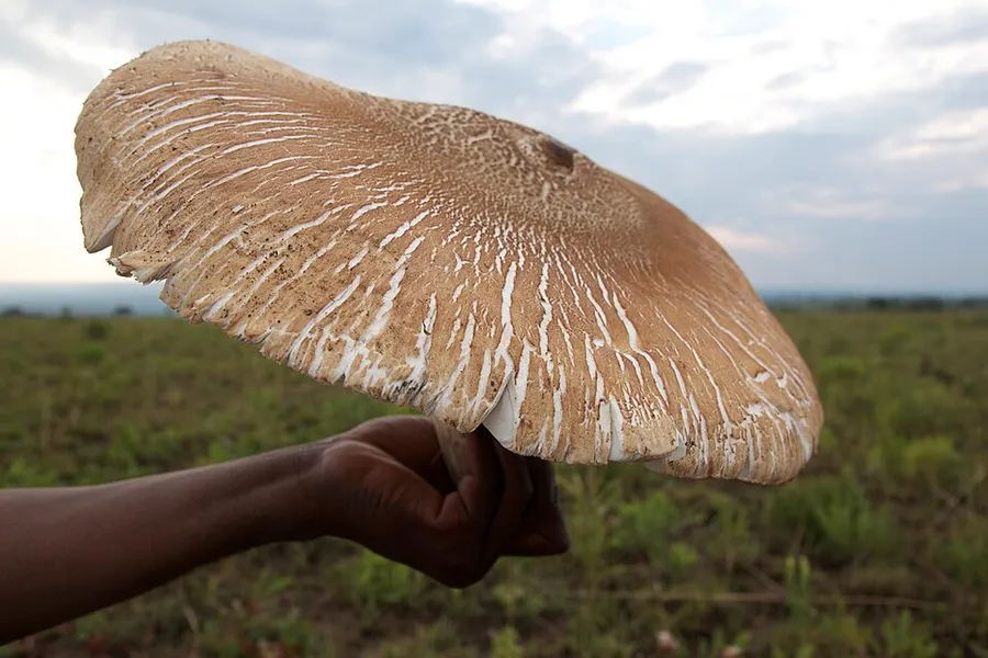 Dokumentasi Termitomyces titanicus — Fotografi