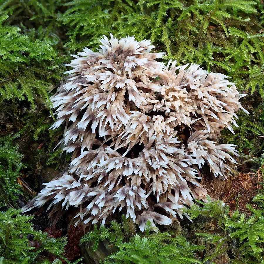 Dokumentasi Thelephora penicillata — Fotografi