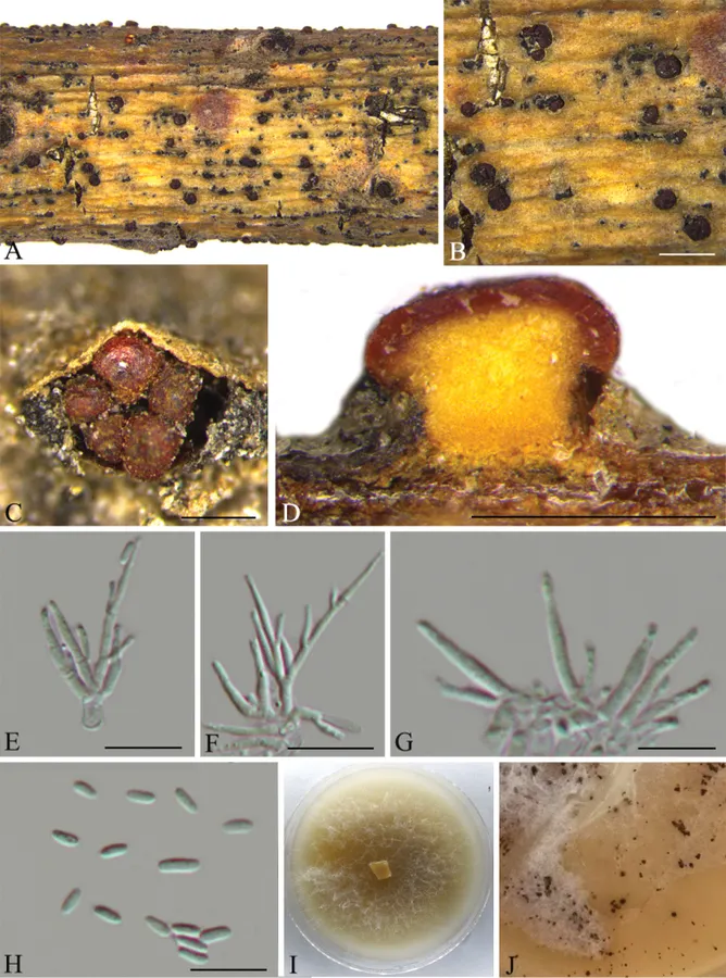 Dokumentasi Thyronectria pinicola — Pelat ilmiah