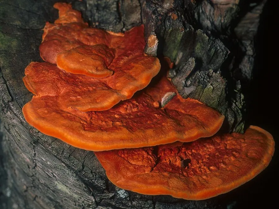 Dokumentasi Pycnoporus cinnabarinus — Fotografi