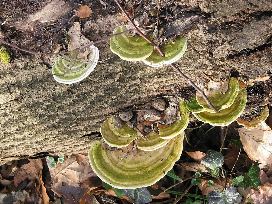 Dokumentasi Trametes gibbosa — Fotografi