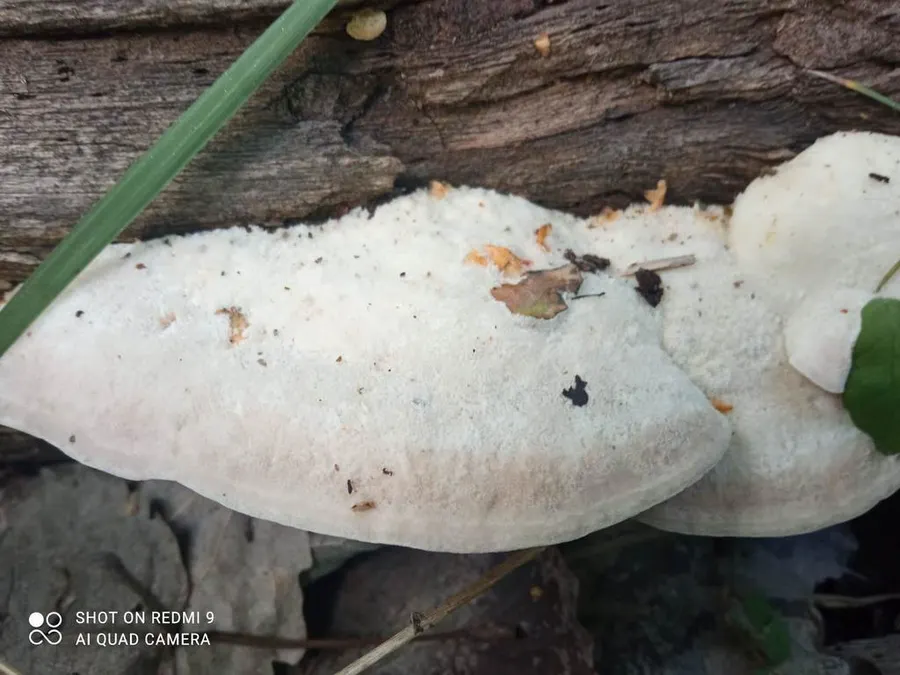 Dokumentasi Trametes suaveolens — Fotografi