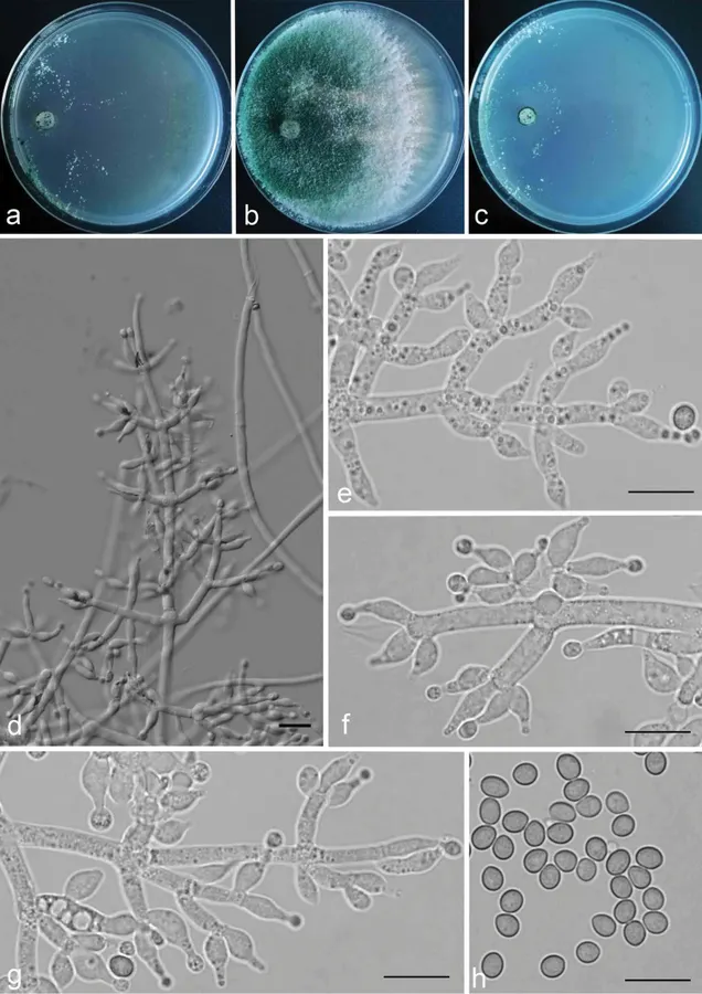 Dokumentasi Trichoderma kunmingense — Pelat ilmiah