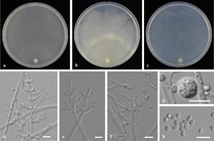 Dokumentasi Trichoderma pinicola — Pelat ilmiah