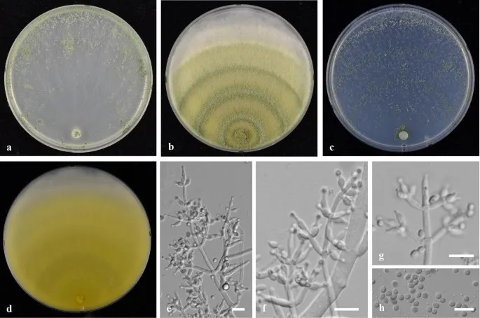 Dokumentasi Trichoderma rugulosum — Pelat ilmiah