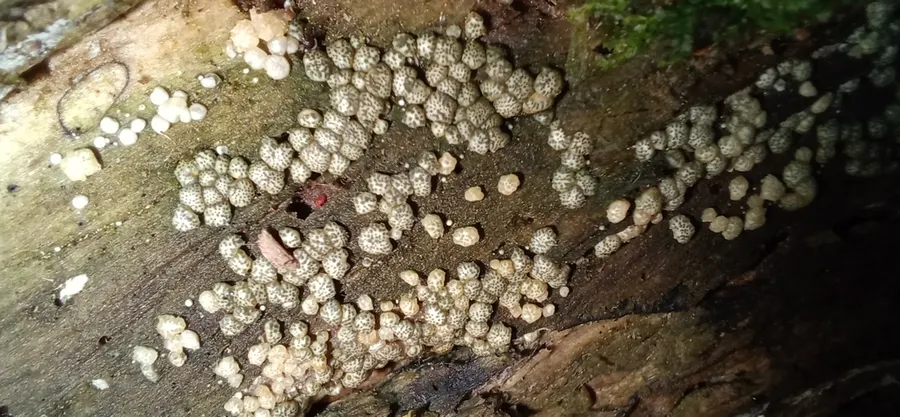 Dokumentasi Trichoderma strictipile — Fotografi