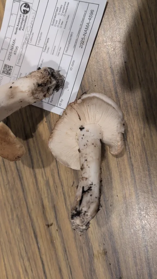 Dokumentasi Tricholoma apium — Fotografi