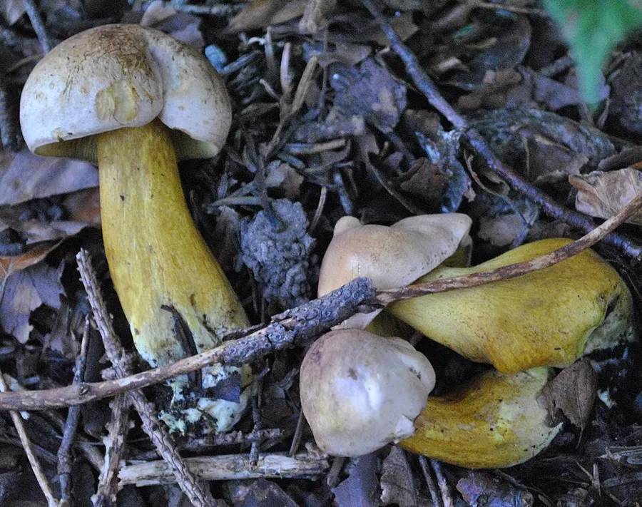 Dokumentasi Tricholoma bufonium — Fotografi