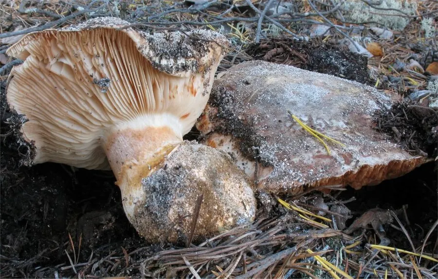 Dokumentasi Tricholoma colossus — Fotografi
