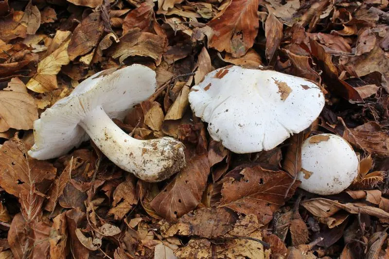Dokumentasi Tricholoma columbetta — Fotografi