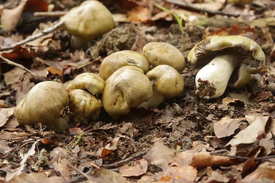 Dokumentasi Tricholoma luridum — Fotografi