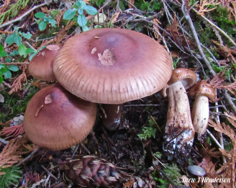 Dokumentasi Tricholoma pessundatum — Fotografi