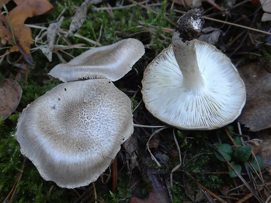 Dokumentasi Tricholoma scalpturatum — Fotografi