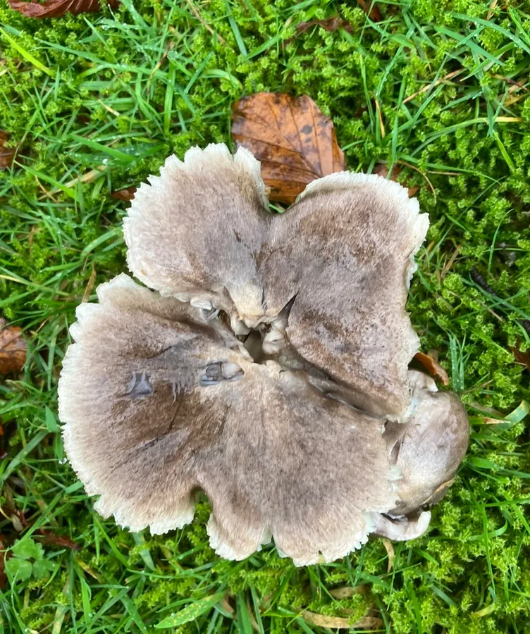 Dokumentasi Tricholoma sciodes — Fotografi